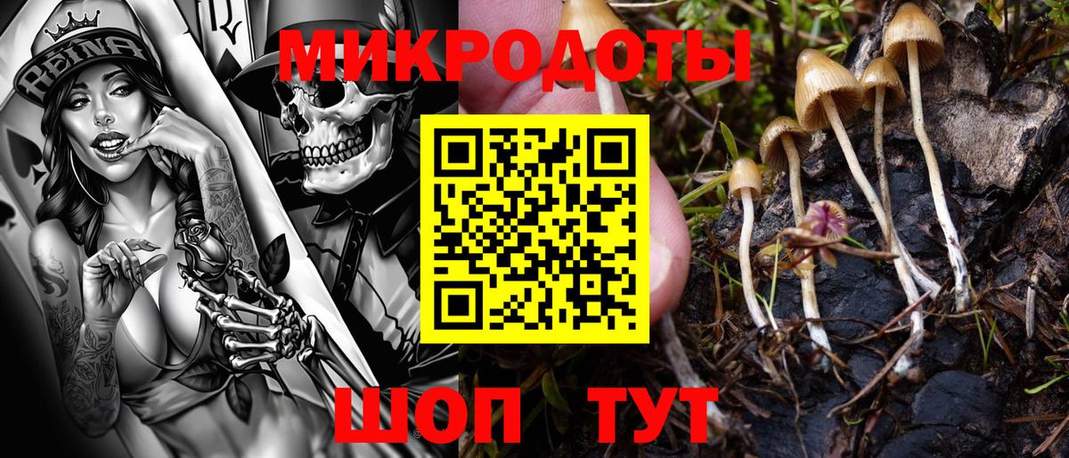 Псилоцибиновые грибы прущие грибы Великий Устюг
